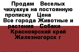 Продам.  Веселых чихуахуа на постоянную прописку › Цена ­ 8 000 - Все города Животные и растения » Собаки   . Красноярский край,Железногорск г.